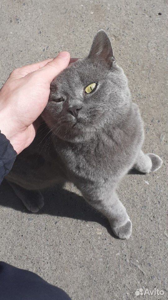 Британский кот купить на Зозу.ру - фотография № 1