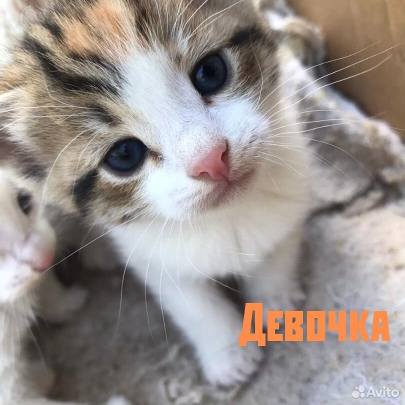 рыжий кот с белыми лапками. котята в добрые руки люберцы бесплатно. котята в добрые руки коломна. отдам кошку. котята в добрые руки коломна.