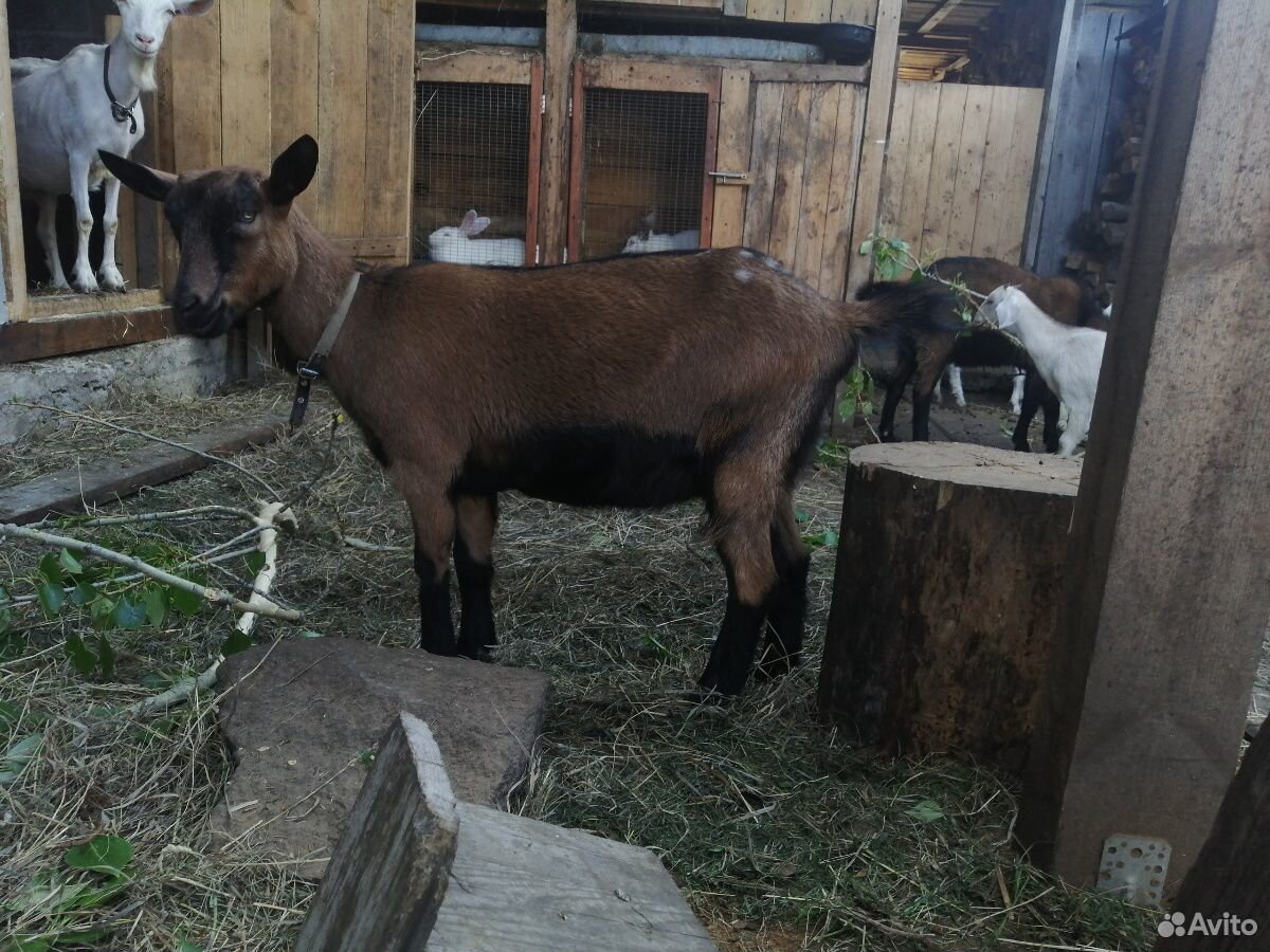 Чешская коза и чешский козёл купить на Зозу.ру - фотография № 2