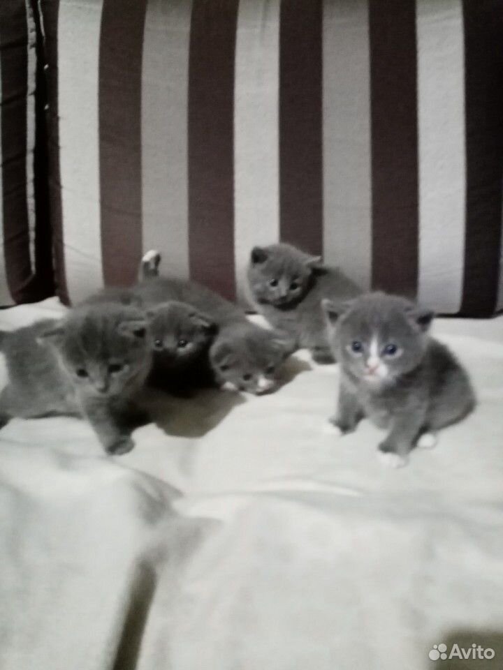 Милые котятки купить на Зозу.ру - фотография № 5