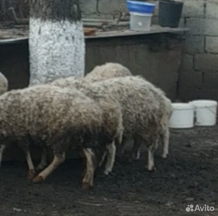 Овцы и барашки купить на Зозу.ру - фотография № 1