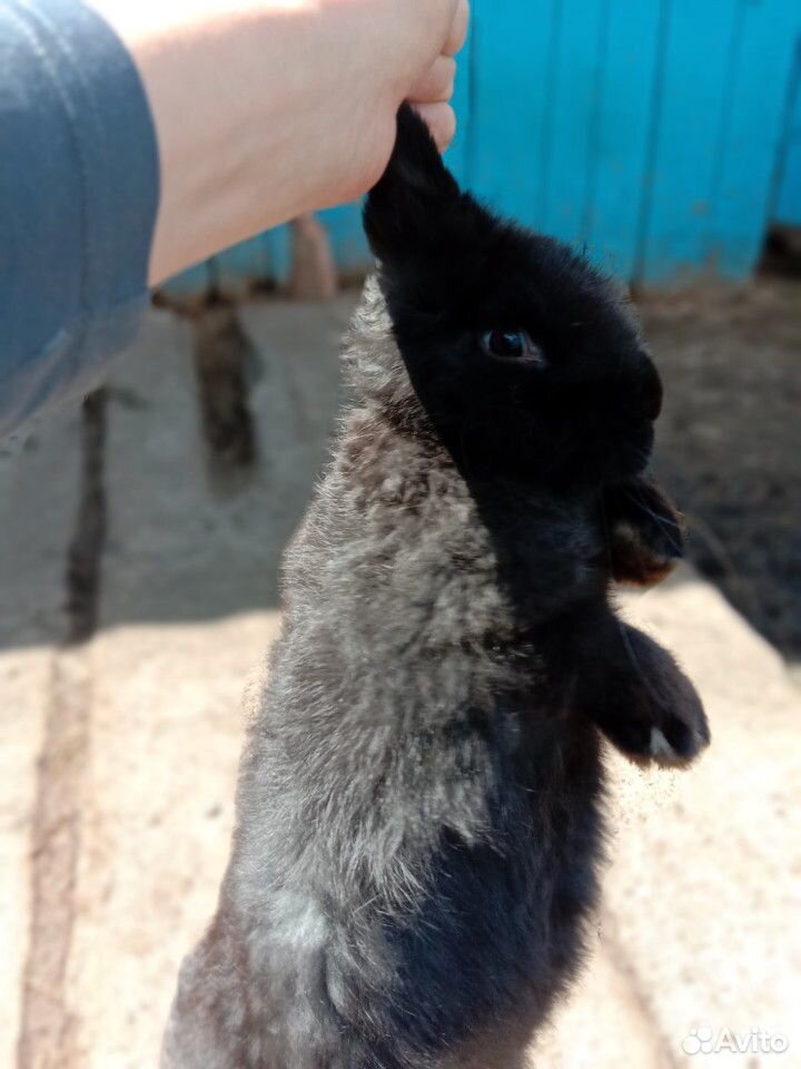Кролик французский баран купить на Зозу.ру - фотография № 2