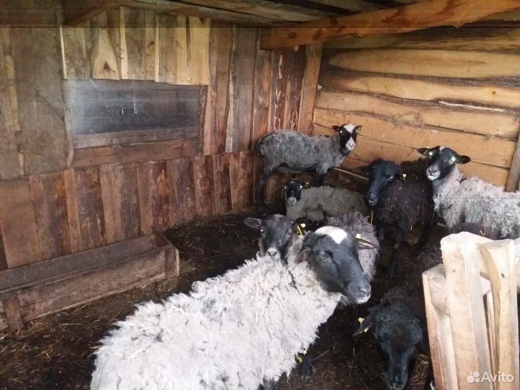 Отара овец купить на Зозу.ру - фотография № 5