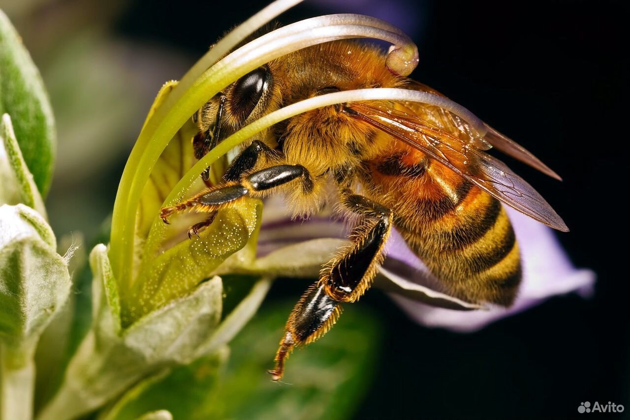 Пчёлы купить на Зозу.ру - фотография № 2