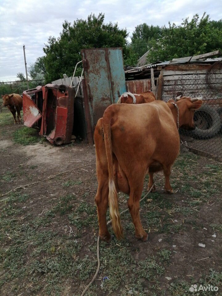 Корова с месясчным теленком купить на Зозу.ру - фотография № 3