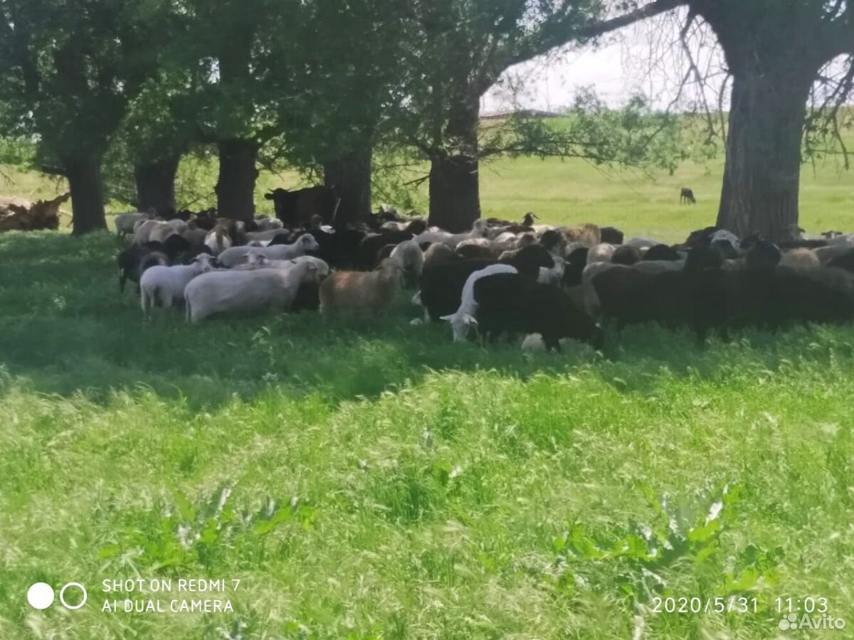 Овцы,ярочки, баранчики купить на Зозу.ру - фотография № 1