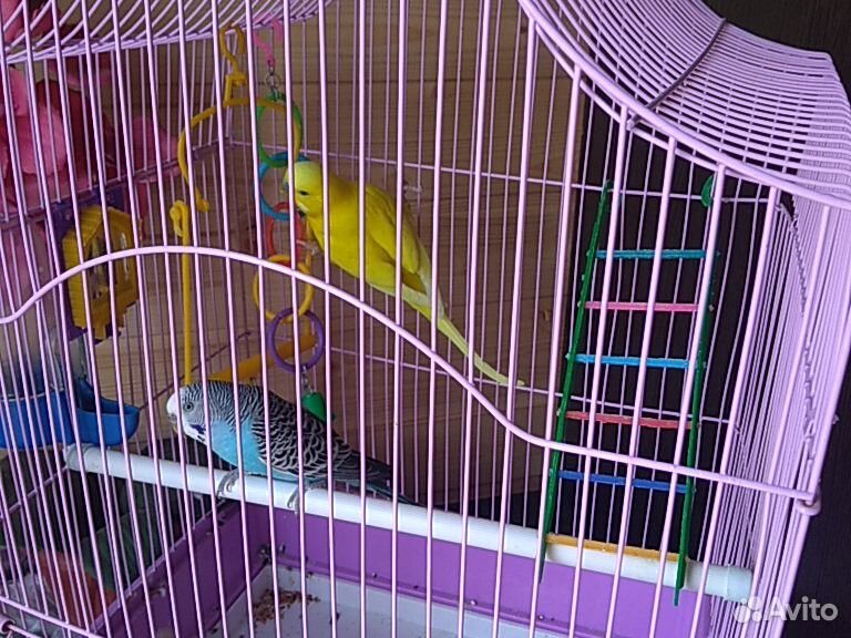 Волнистые попугаи с клеткой купить на Зозу.ру - фотография № 3