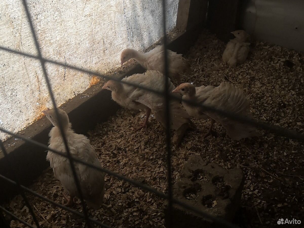 Цыпленок индюшки белые широко грудые купить на Зозу.ру - фотография № 2