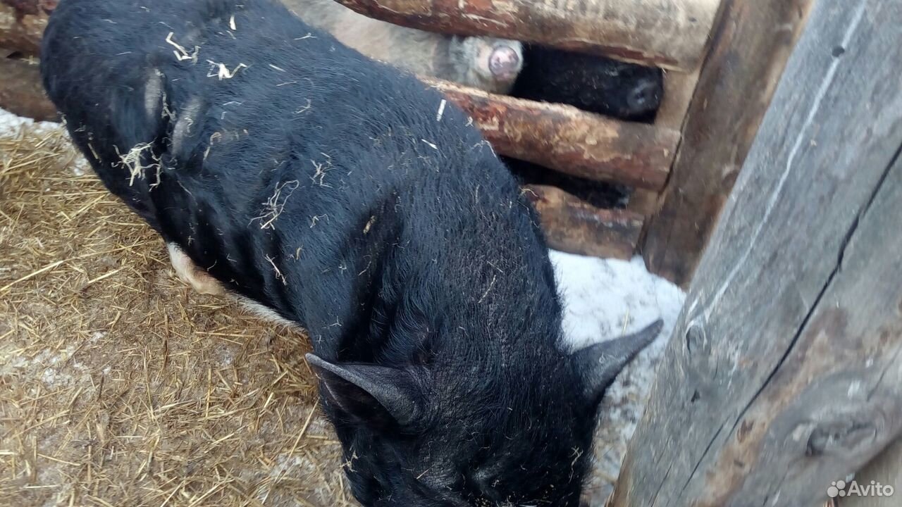 Продам свиней купить на Зозу.ру - фотография № 6