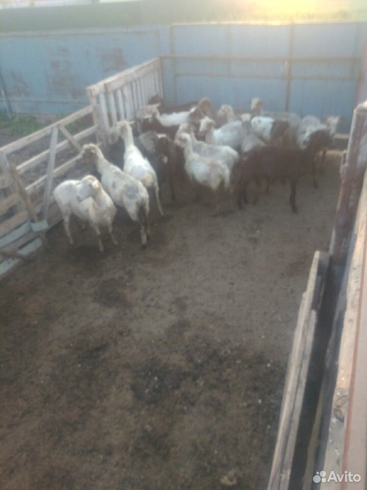 Овцы,ярки возможен обмен на баранов,крс купить на Зозу.ру - фотография № 2