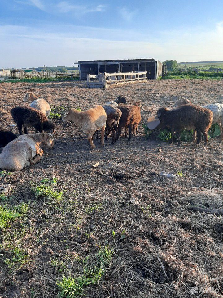 Курдючные овцы с ягнятами купить на Зозу.ру - фотография № 1
