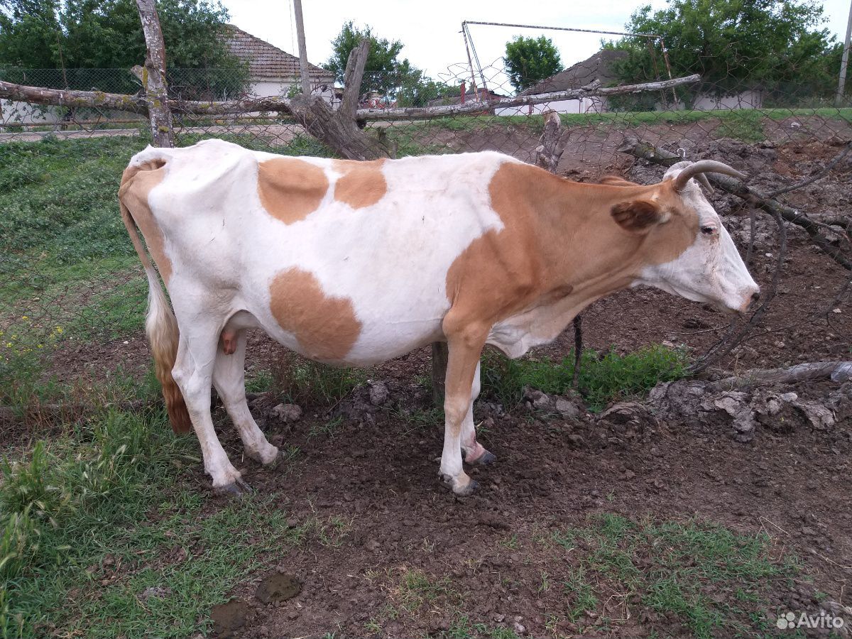 Корова телятами купить на Зозу.ру - фотография № 4