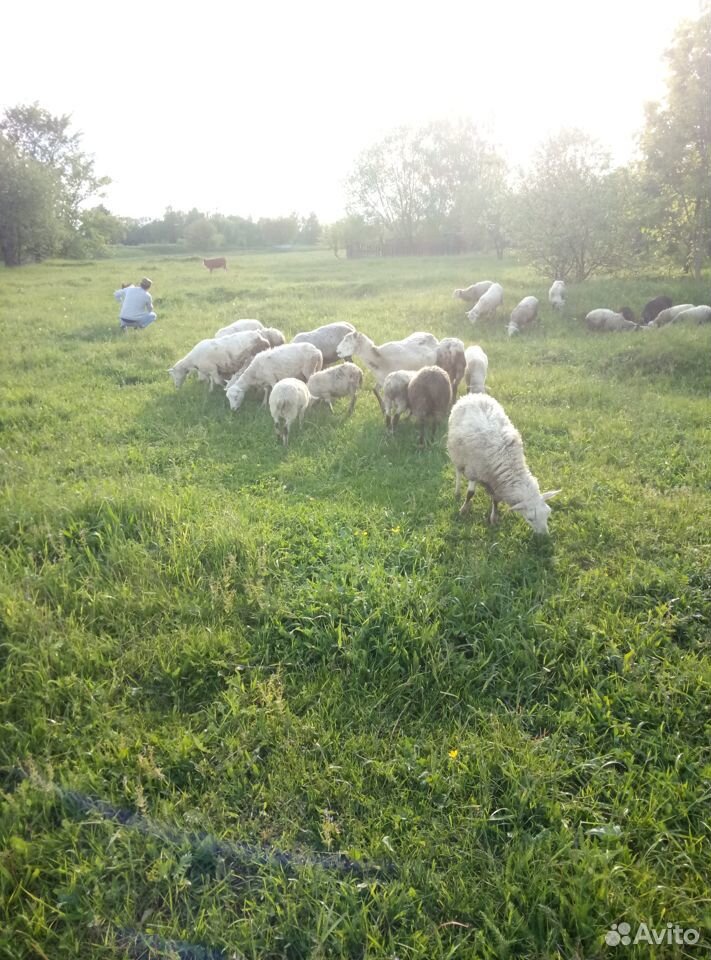 Продаю овец, романовская порода купить на Зозу.ру - фотография № 1