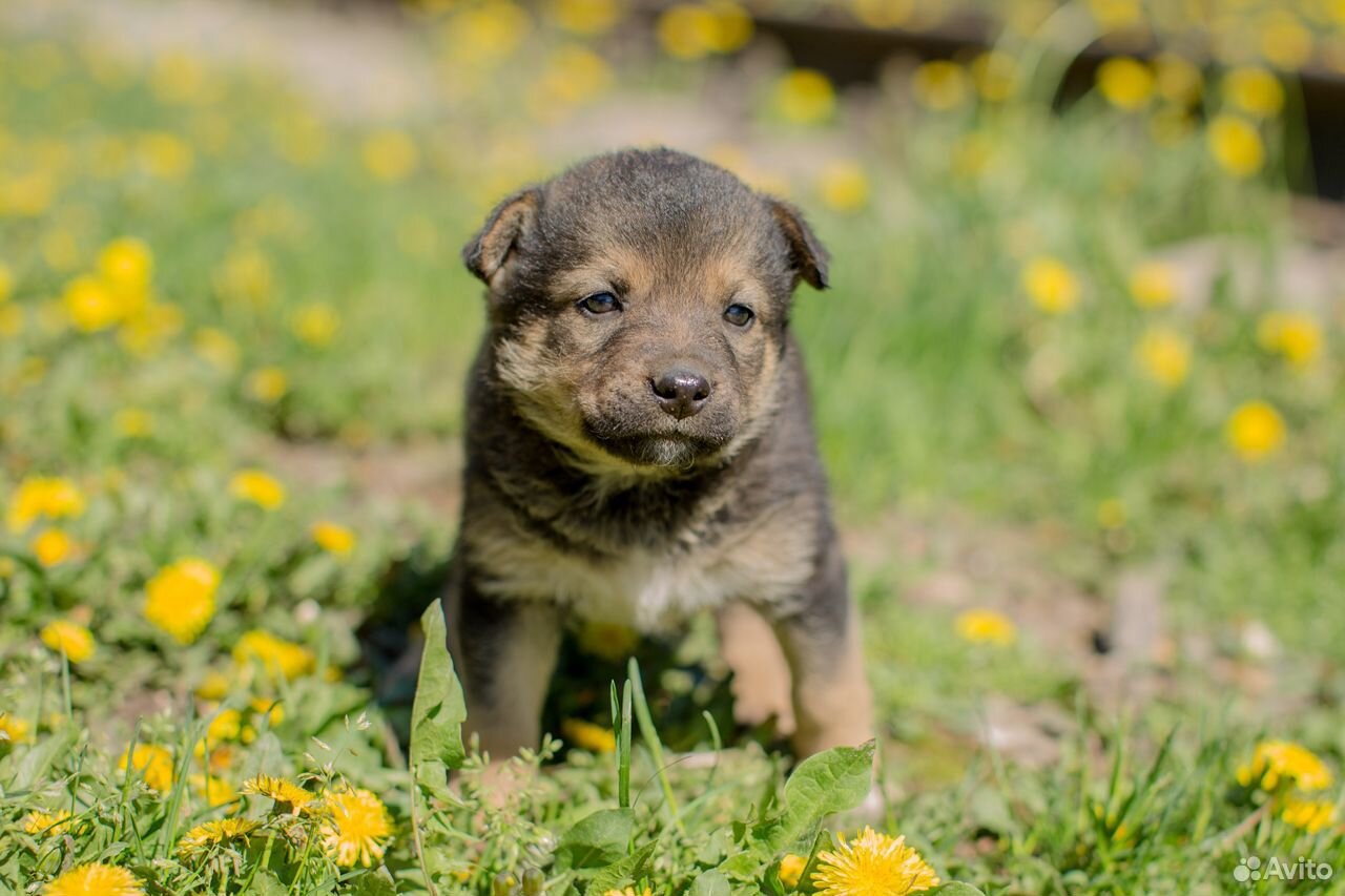 Бусинка - ласковый щенок ищет свою семью купить на Зозу.ру - фотография № 5
