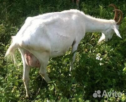 Продам молодую дойную козу с козленком 4 мес купить на Зозу.ру - фотография № 1