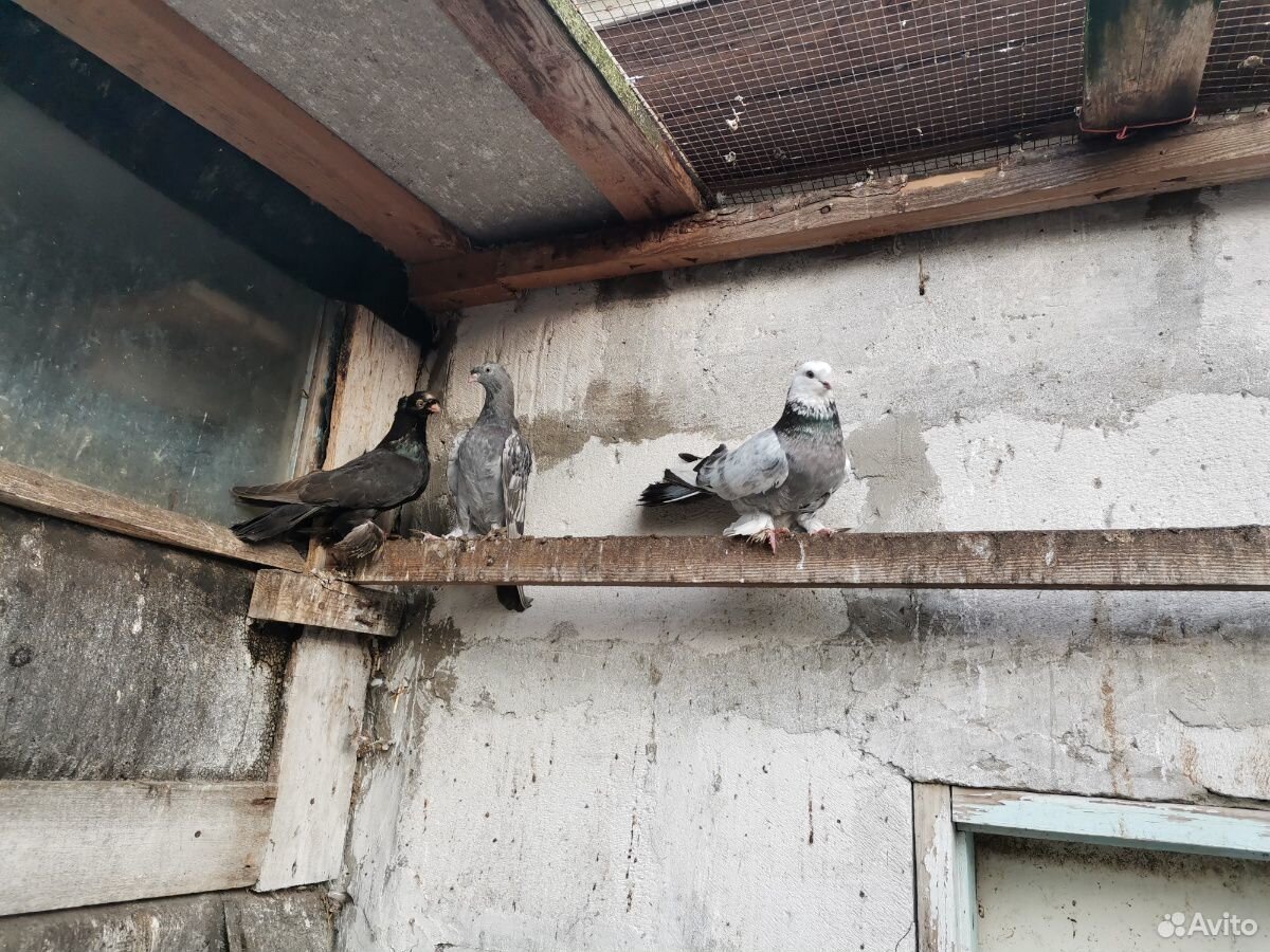 Продам узбекских бойных голубей купить на Зозу.ру - фотография № 3