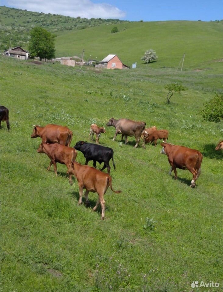 Крупно рогатый скот купить на Зозу.ру - фотография № 6