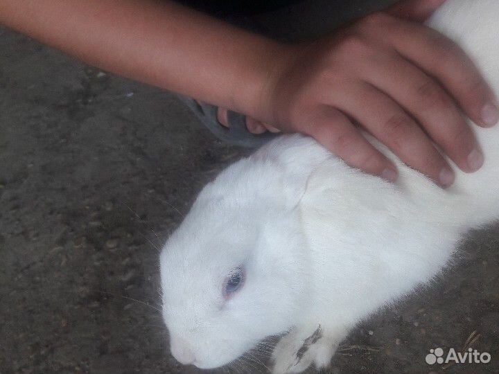 Кролик маленький купить на Зозу.ру - фотография № 3