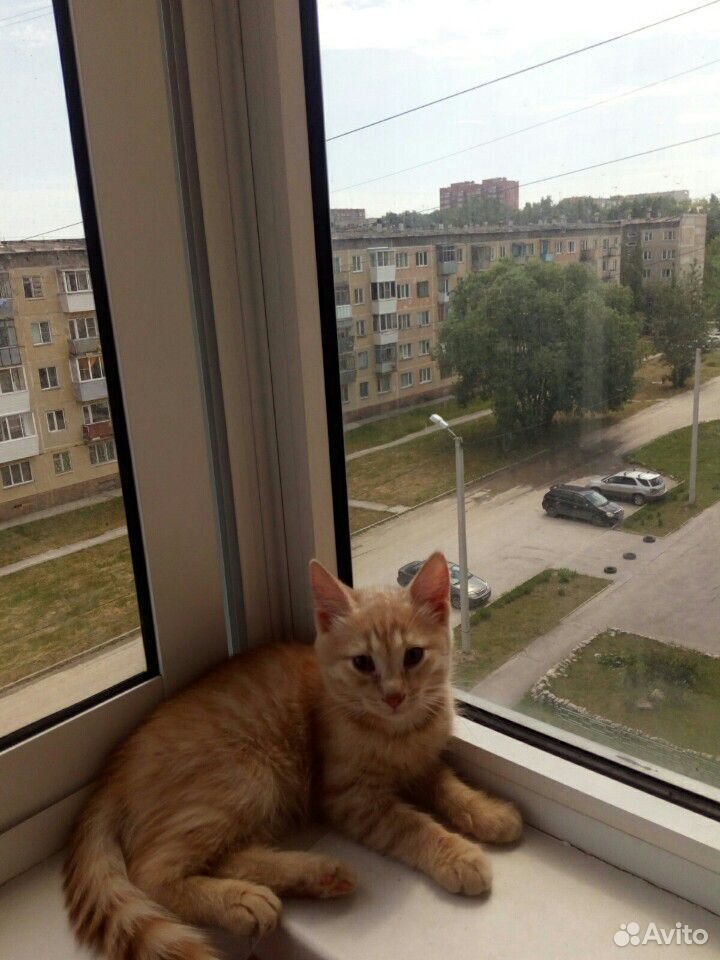 Котик 3 месяца купить на Зозу.ру - фотография № 1