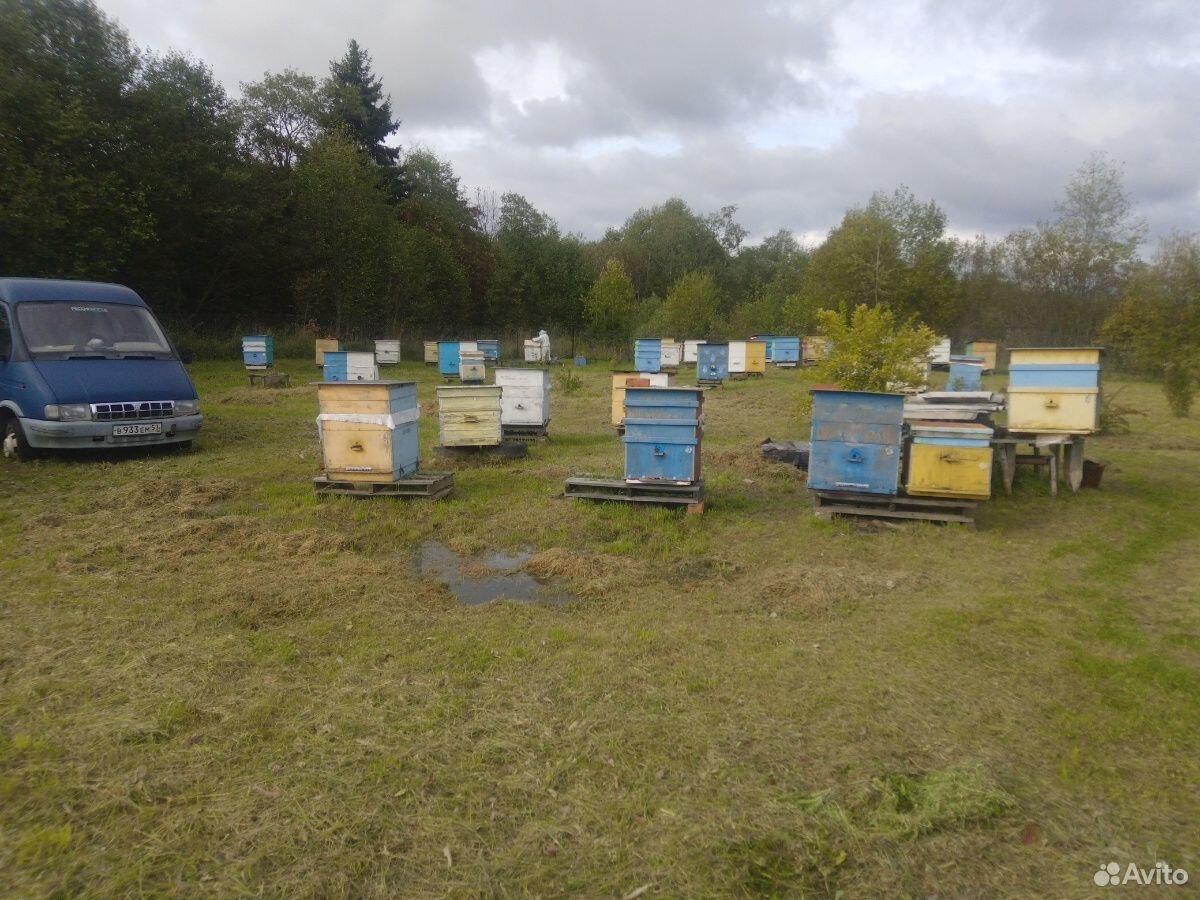 Продаю семьи пчел на высадку и с ульями по цене от купить на Зозу.ру - фотография № 1
