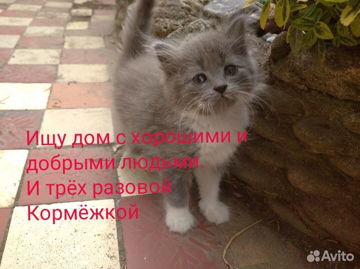 Очень милые котята купить на Зозу.ру - фотография № 1
