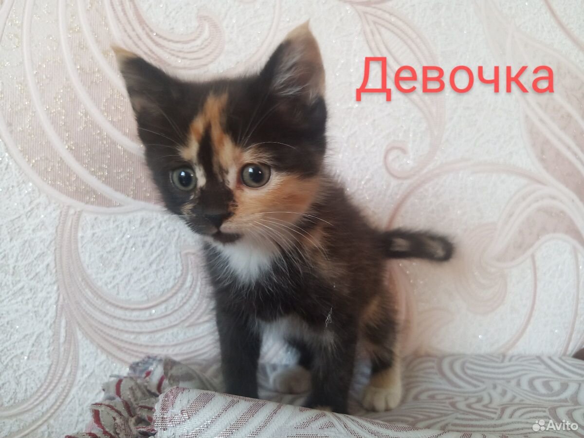 Котятки в добрые руки купить на Зозу.ру - фотография № 10