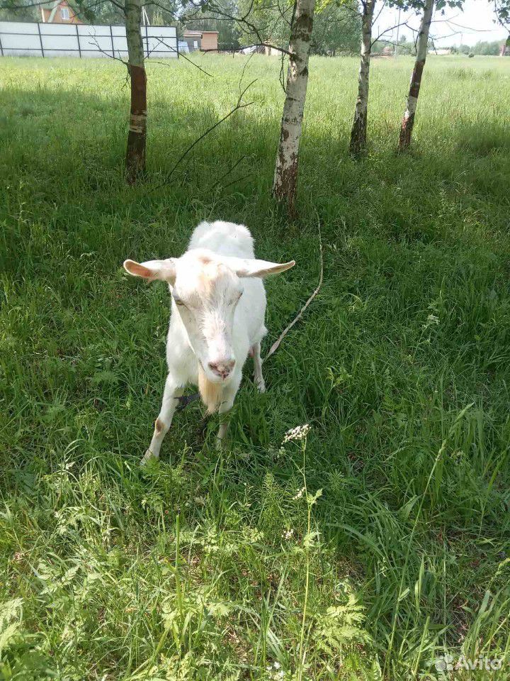 Продаём коз купить на Зозу.ру - фотография № 2