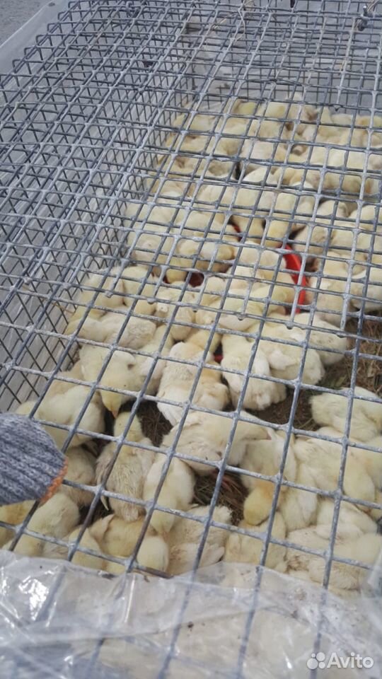 Продажа цыплят, домашний яйца, Курицы купить на Зозу.ру - фотография № 2
