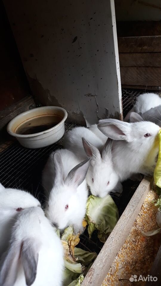 Кролики калифорнийцы молодняк 1.5 месяца купить на Зозу.ру - фотография № 2