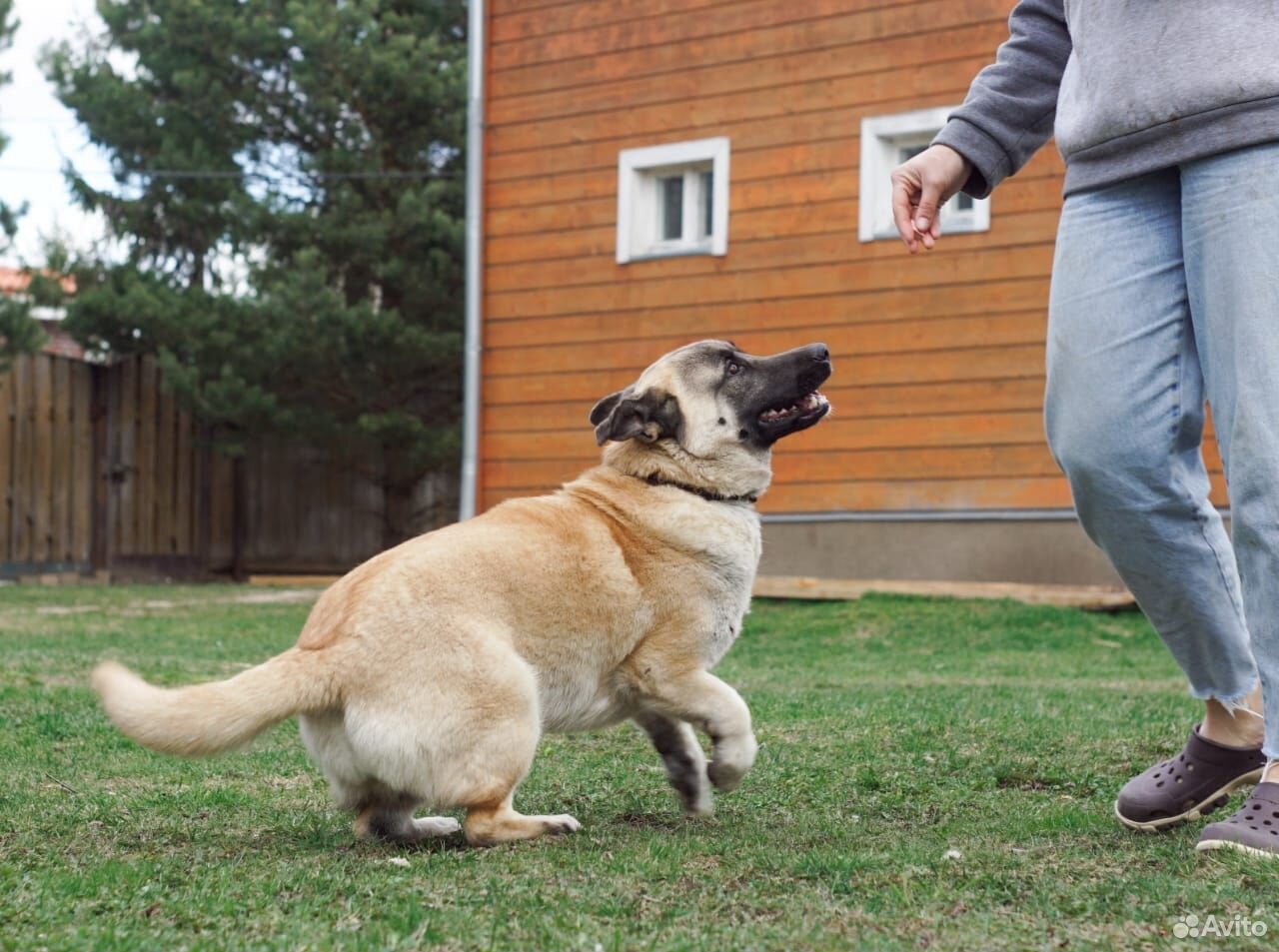 Бусина собака в добрые руки купить на Зозу.ру - фотография № 5