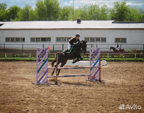 Красивый добрый конь купить на Зозу.ру - фотография № 3