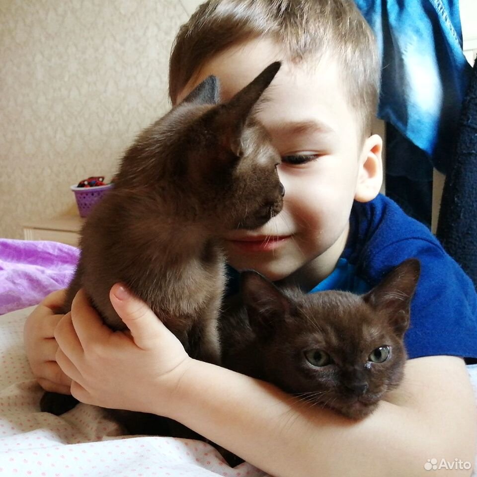 Бурманские котята мальчики купить на Зозу.ру - фотография № 1