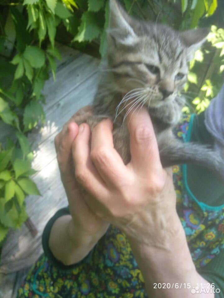 Отдам котят и кошку в хорошие руки купить на Зозу.ру - фотография № 4