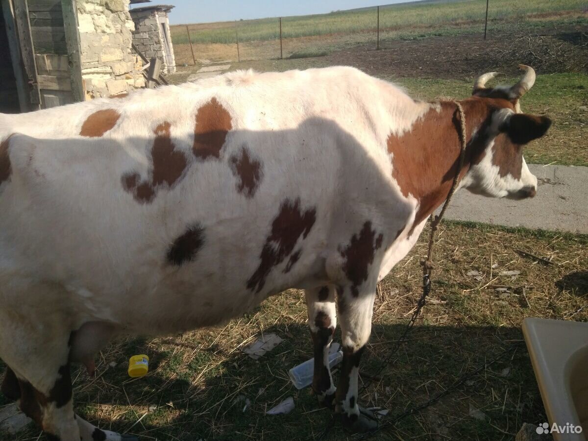 Корова молочная, бычок, телочки, козы, барашки купить на Зозу.ру - фотография № 9