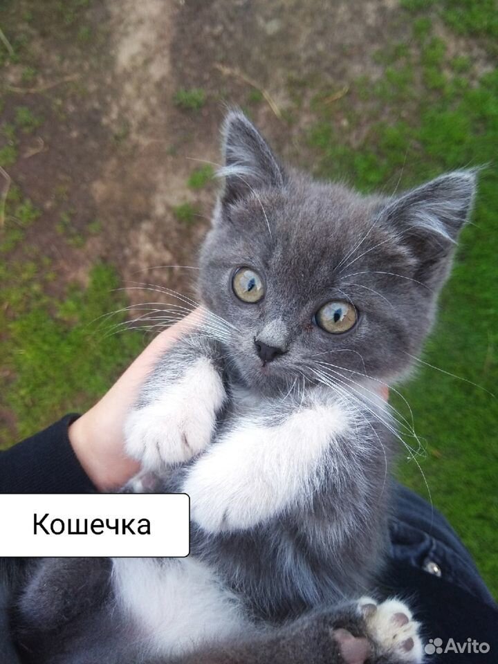 Котята в добрые руки) купить на Зозу.ру - фотография № 3