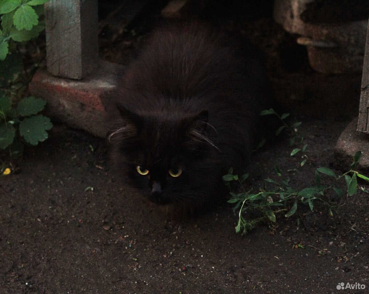Кот(или кошка) купить на Зозу.ру - фотография № 2