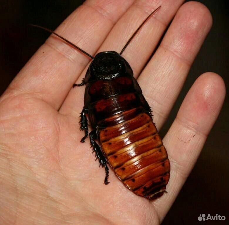 Мадагаскарские тараканы купить на Зозу.ру - фотография № 1