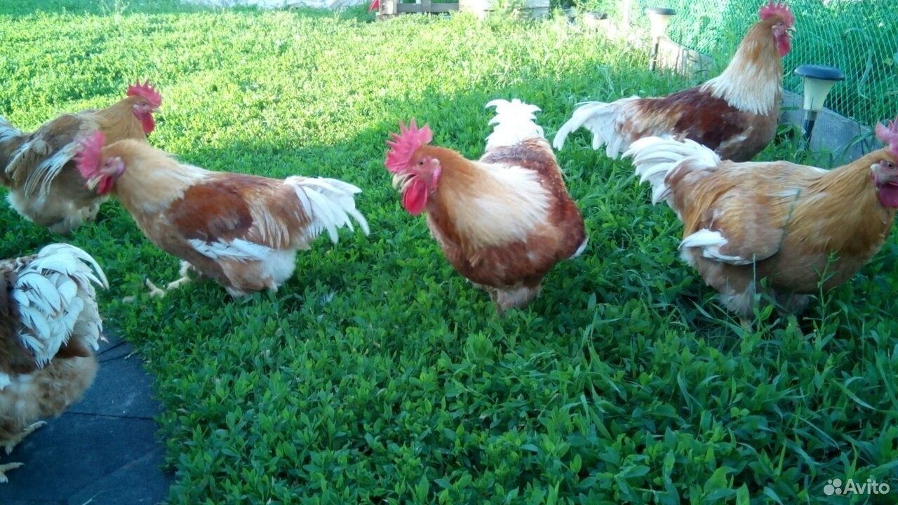 Подрощенные цыплята на откорм мясной породы купить на Зозу.ру - фотография № 5