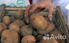 Картошка крупная и семенная купить на Зозу.ру - фотография № 1