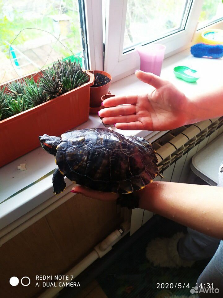 Африканская красноухая черепаха купить на Зозу.ру - фотография № 3