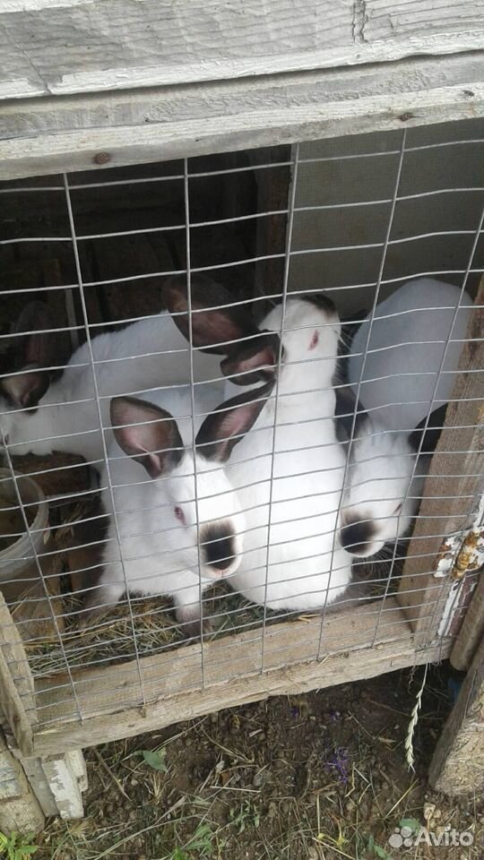Кролики (калифорнийские) купить на Зозу.ру - фотография № 3