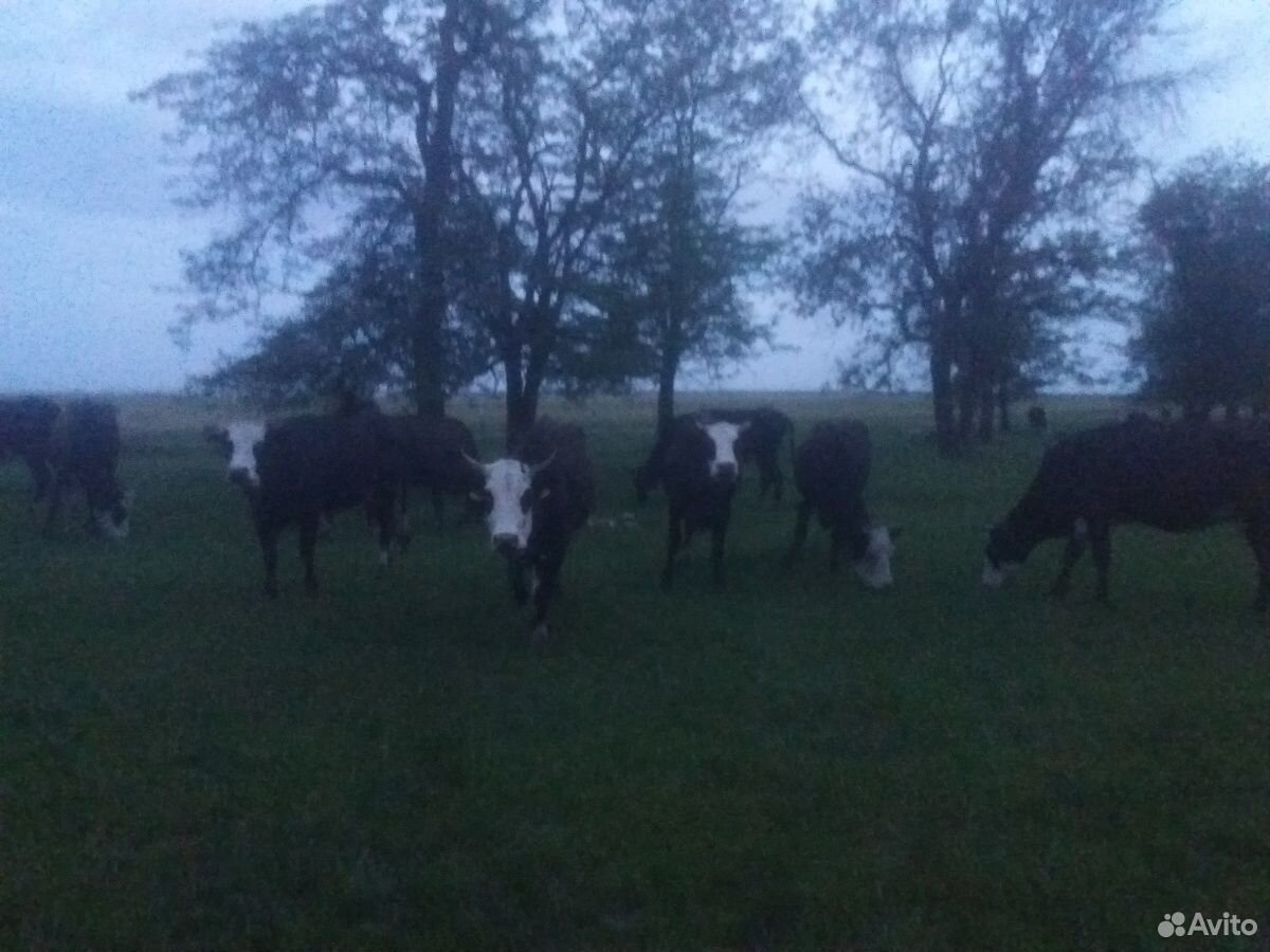 Коровы дойные,телята,бычки на мясо купить на Зозу.ру - фотография № 2