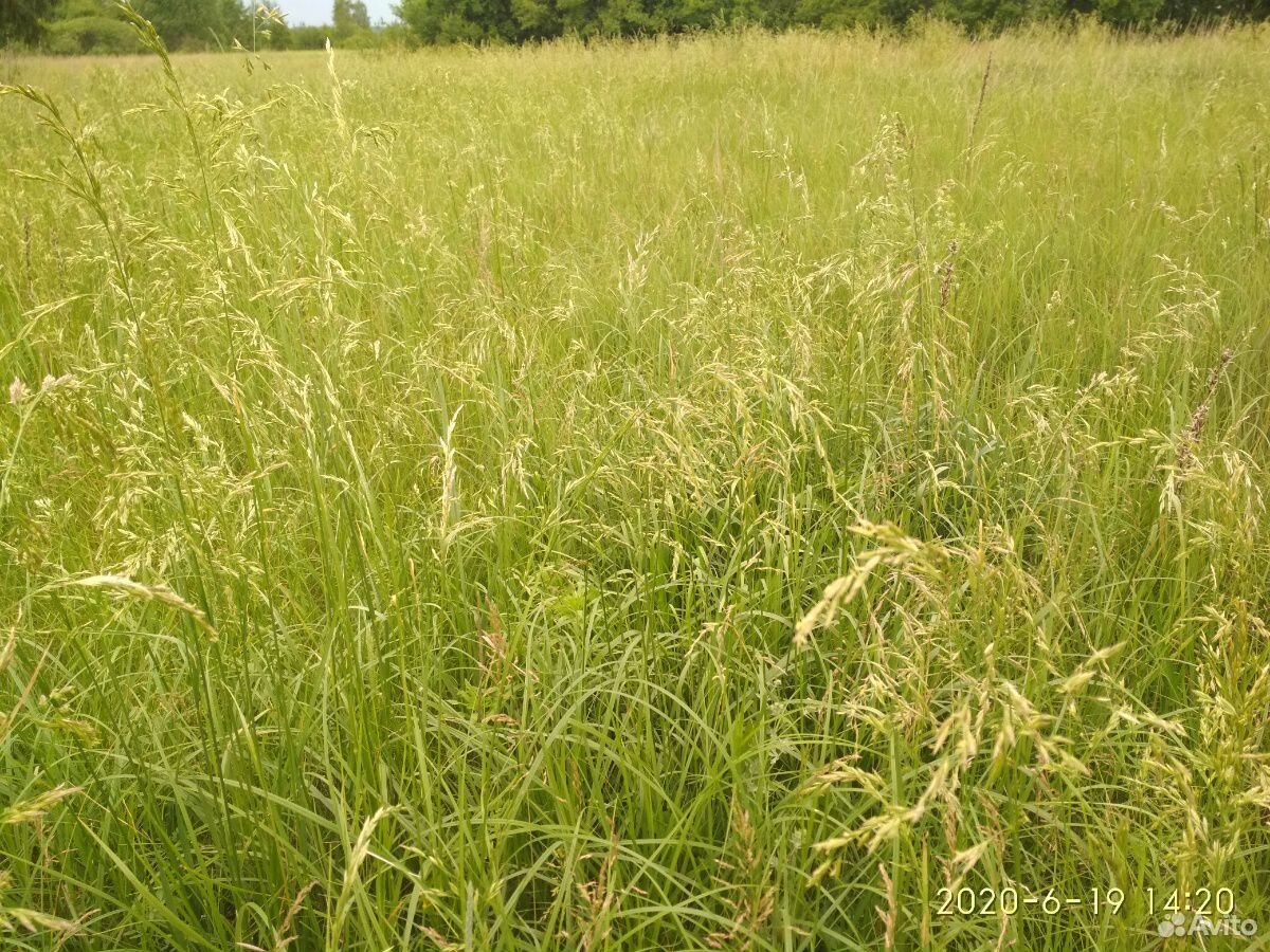 Трава на сено купить на Зозу.ру - фотография № 2