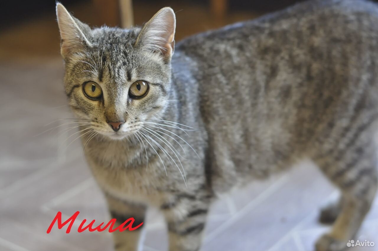 Кошки разные стерилизованы купить на Зозу.ру - фотография № 5