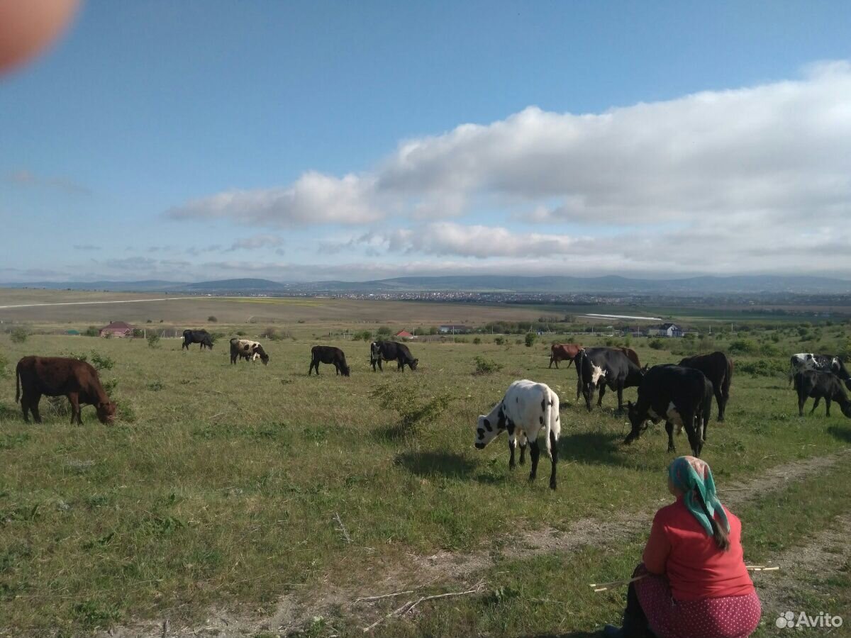 Быки телята коровы купить на Зозу.ру - фотография № 1