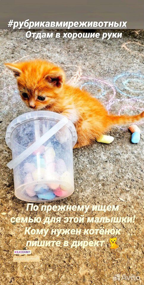 Рыжая милашка ищет семью купить на Зозу.ру - фотография № 2