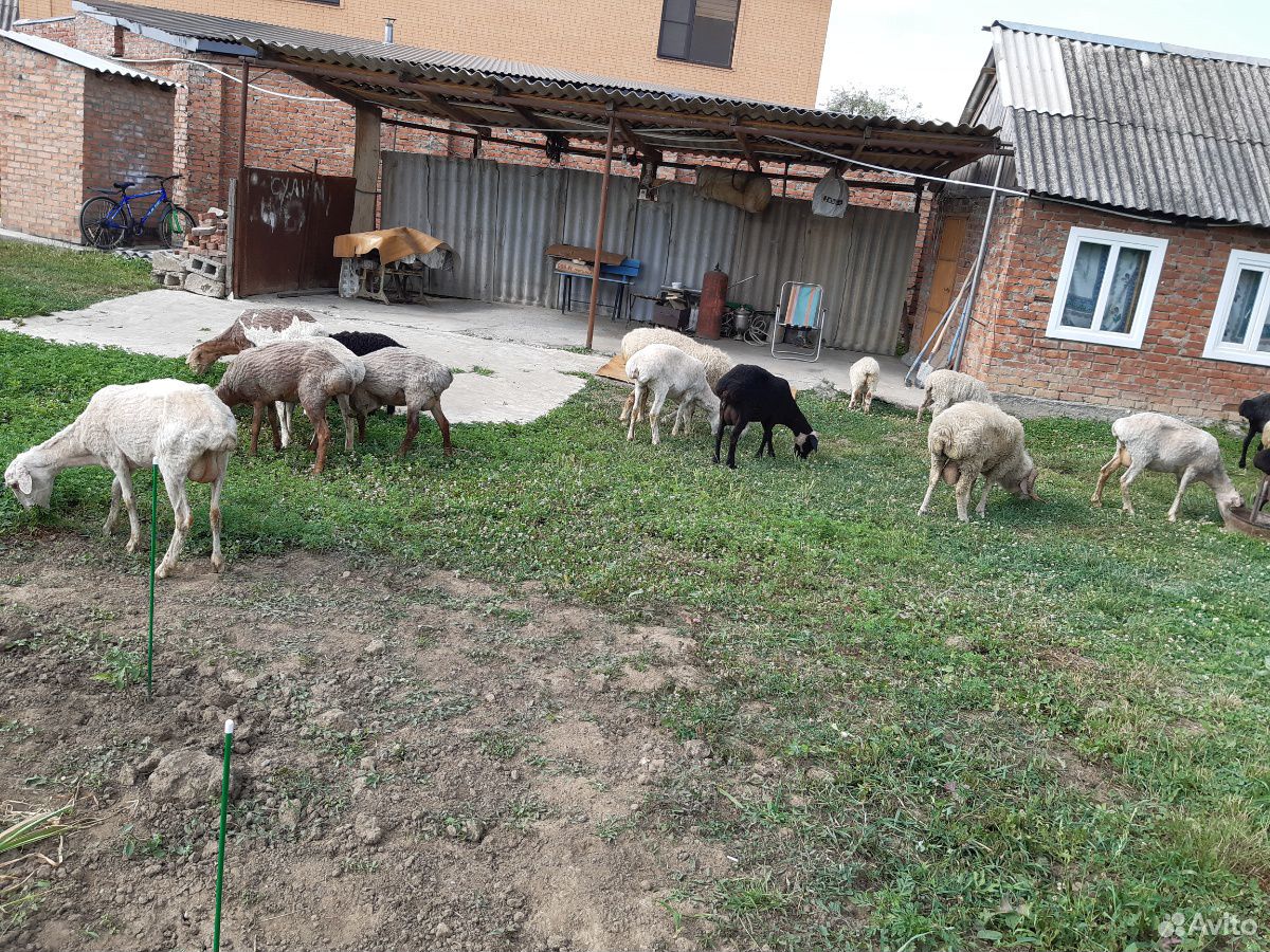 Бараны овцы ягнята купить на Зозу.ру - фотография № 10