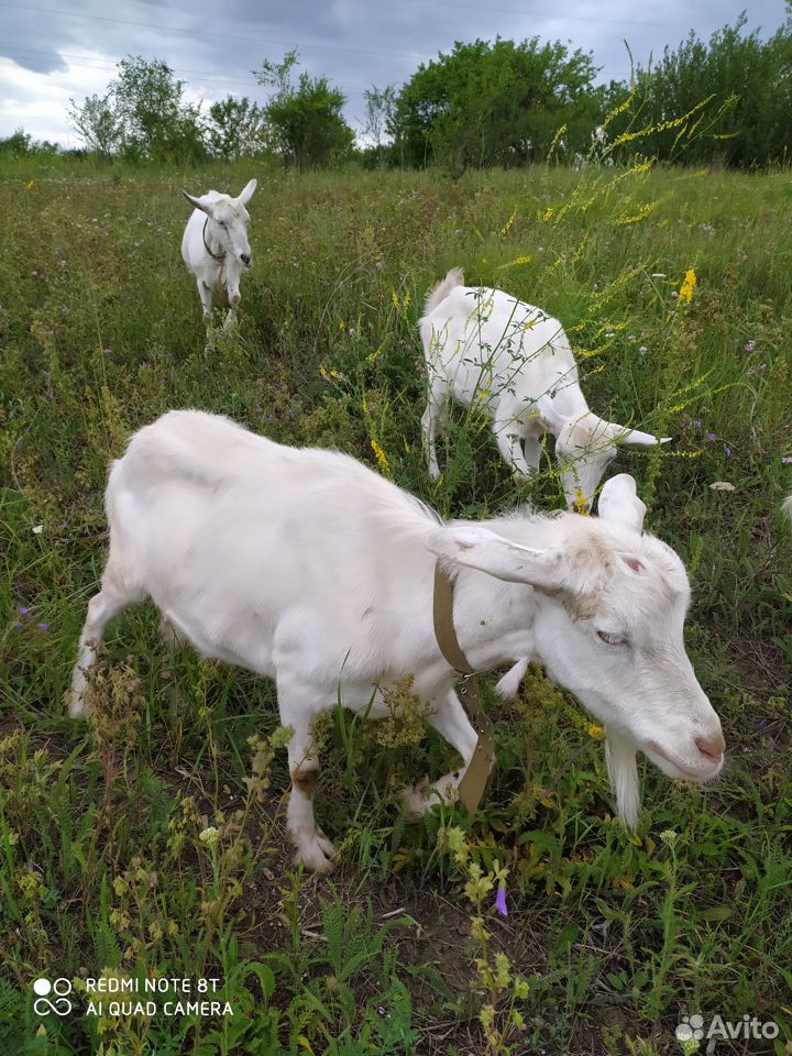Продаются козы и козёл купить на Зозу.ру - фотография № 2