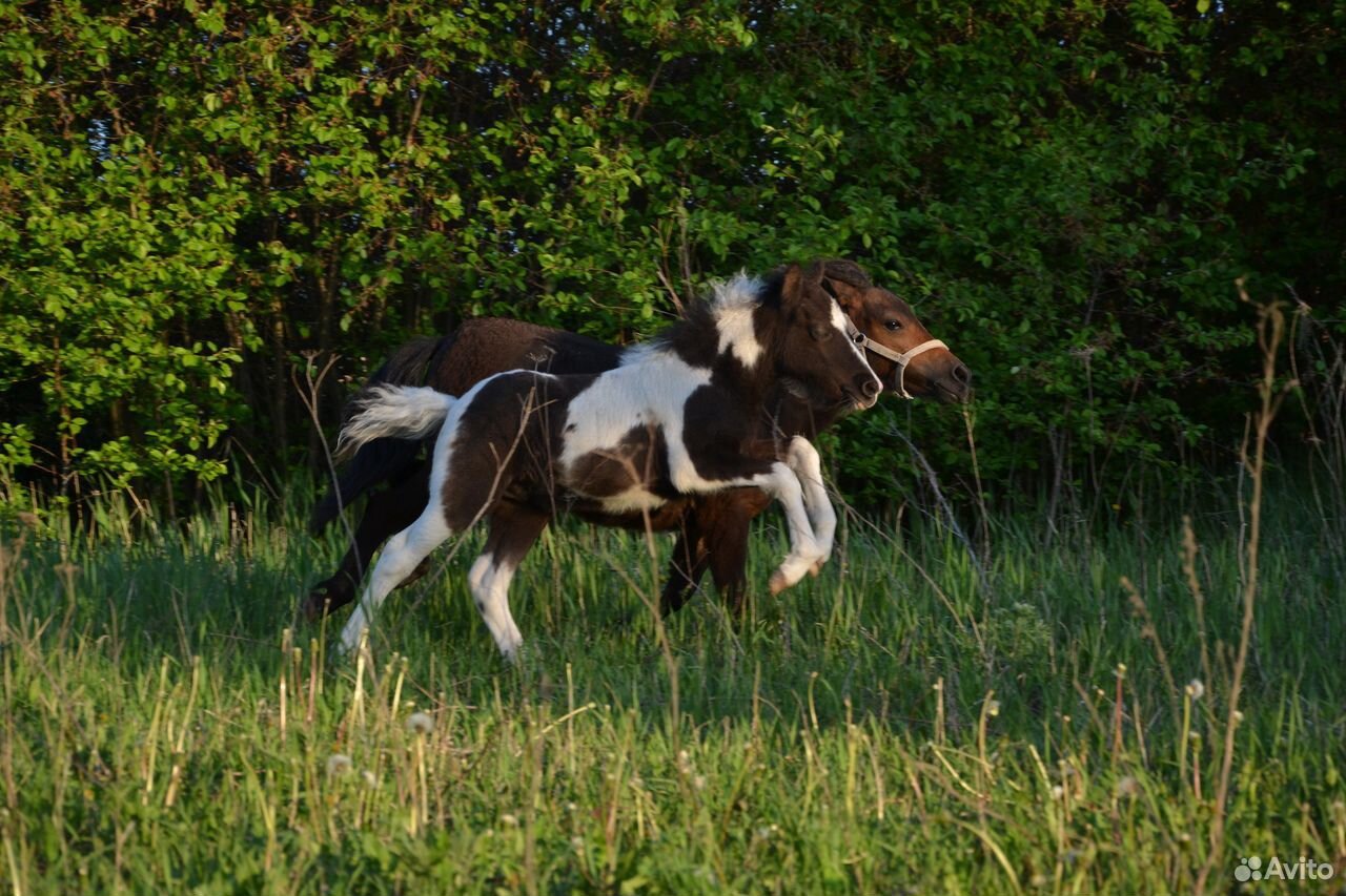 Шетлендские пони на продажу, пони-ферма купить на Зозу.ру - фотография № 9