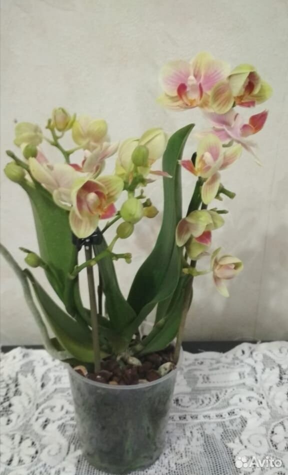 Орхидея фаленопсис цветущие купить на Зозу.ру - фотография № 3